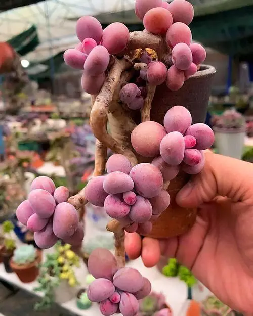 Best Roseum Succulents