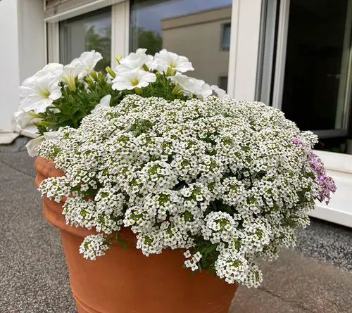 Best Cilantro Companion sweet alyssum 