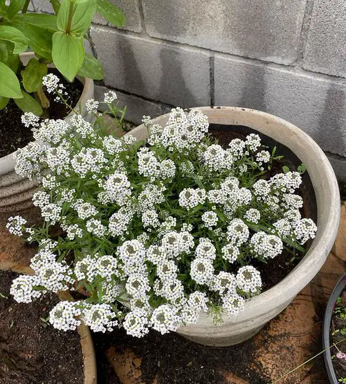 Fast Growing Flowers