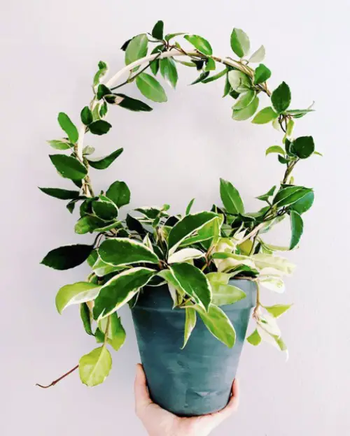 Train hoya to be an Appealing Table Centerpiece