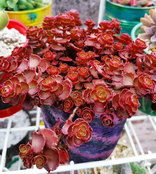 Amazing Roseum succulents that are the most beautiful to grow