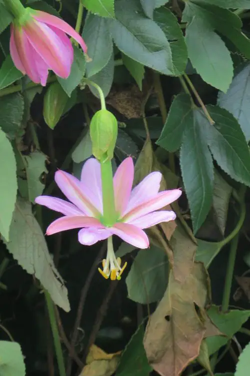 26 Types of Passionflower Vines | Best Passion flower Varieties 7