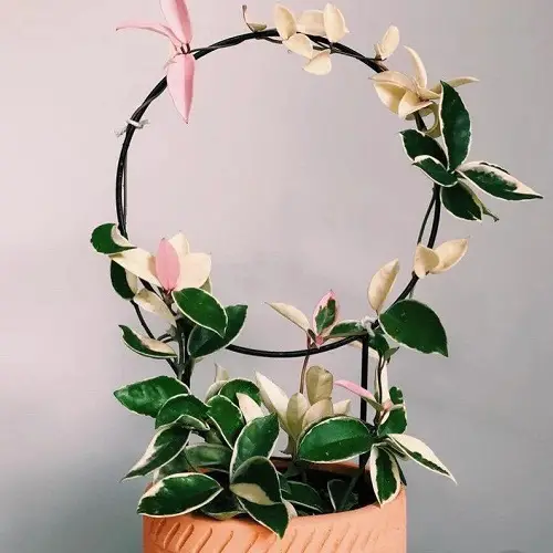 Train a hoya  Variegated Hoya on a Circular Hoop