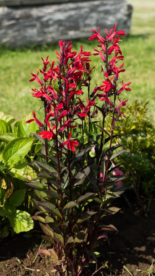 Amazing Gorgeous Blossoms that Begin with 'C'

