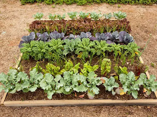 Gardening Hacks for Harvest