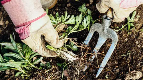 Dedicating a Time Chunk to Weeding