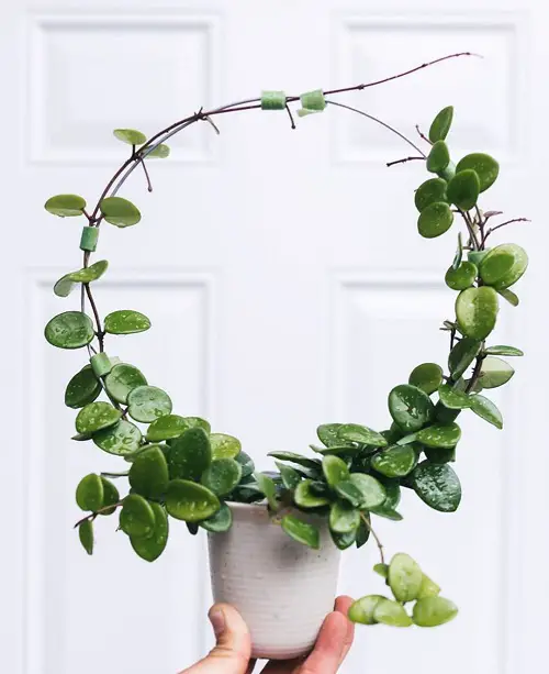 Make a Small Spiral Hoya