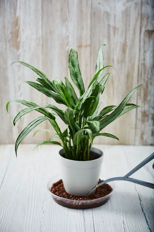 Stubby Cast Iron Perfect for Coffee Tables