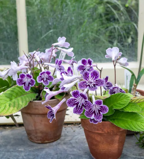 Beautiful Blossoms that Begin with 'C'
