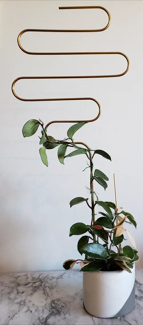 Make hoya Climb a Zig-Zag Copper Bar
