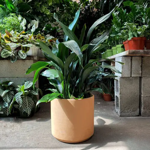 a Matching Matt Planter