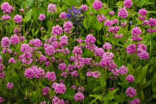 top Beautiful Blossoms that Begin with 'C'
