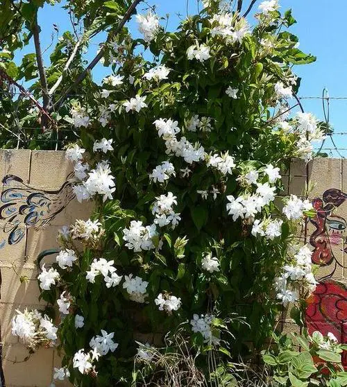 best Garden's Most Fragrant Climbers for Walls