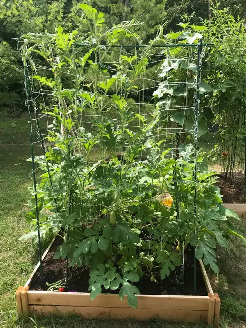 amazing Gardening Hacks for Spectacular Harvest