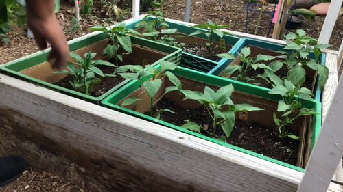 Veggies Garden Made from Milk Crate