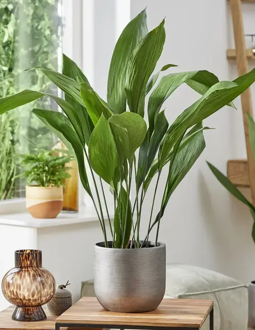 Adding a Green Appeal in a Silver Pot
