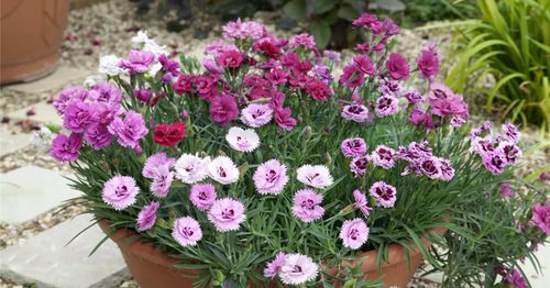 Amazing Beautiful Blossoms that Begin with 'C'
