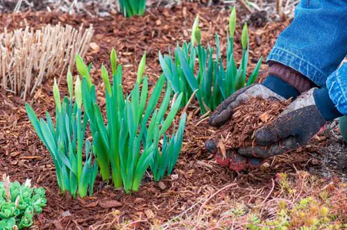Don't Forget About Mulching