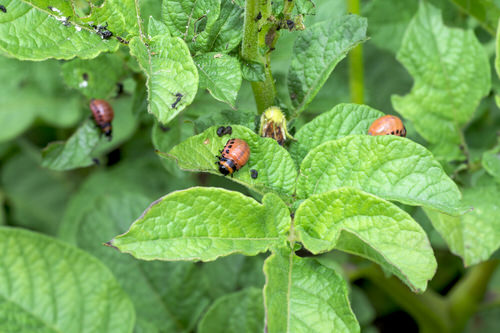 Getting Worried About Pests and Spurlging Money on Pesticides