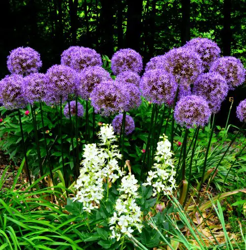 top best Gardening Hacks for Spectacular Harvest