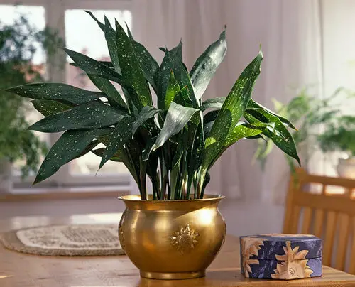 Flecked Cast Iron in a Golden Container