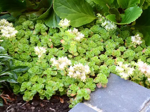 Beautiful Blossoms that Begin with 'C'
