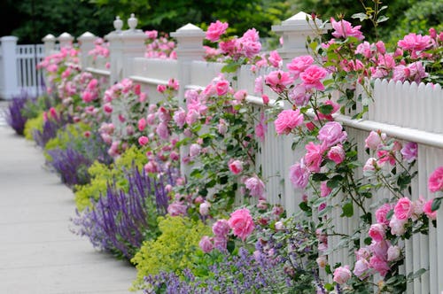 A Fence Full of Pink Roses