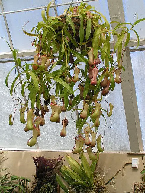 beautiful Houseplants for Basket Hangings