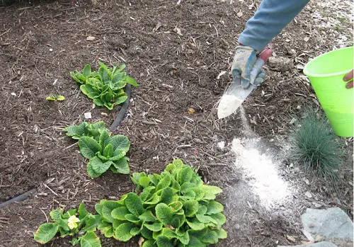 top Gardening Hacks for Spectacular Harvest