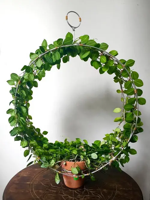 Train the Plant to be a Magnificent Circular Specimen