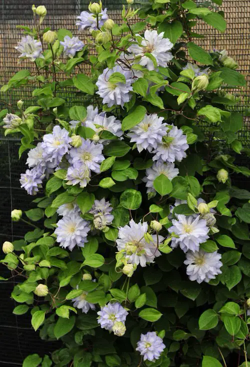 Magnificent The blossoms that Begin with 'C'