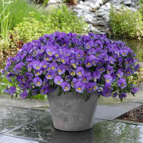 Best Flowers for Speedy Growth