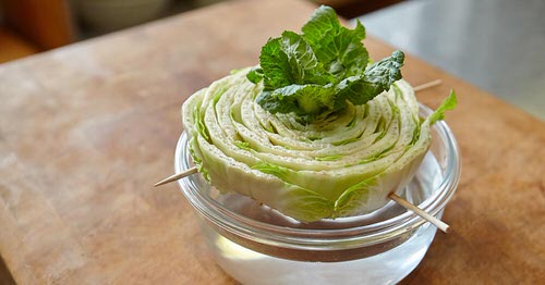Regrow Celery from Celery Bottoms