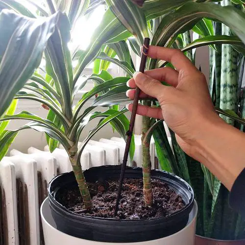 Outdoor Plant Parenting Hacks