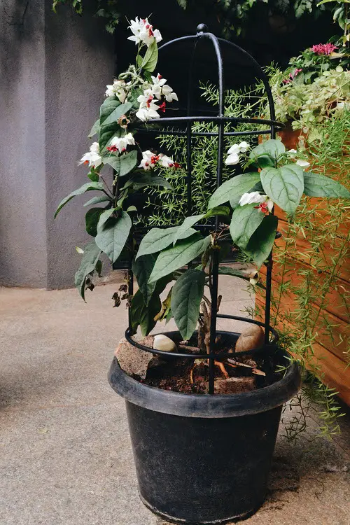 best Tiny Flowering Vines for Trellises