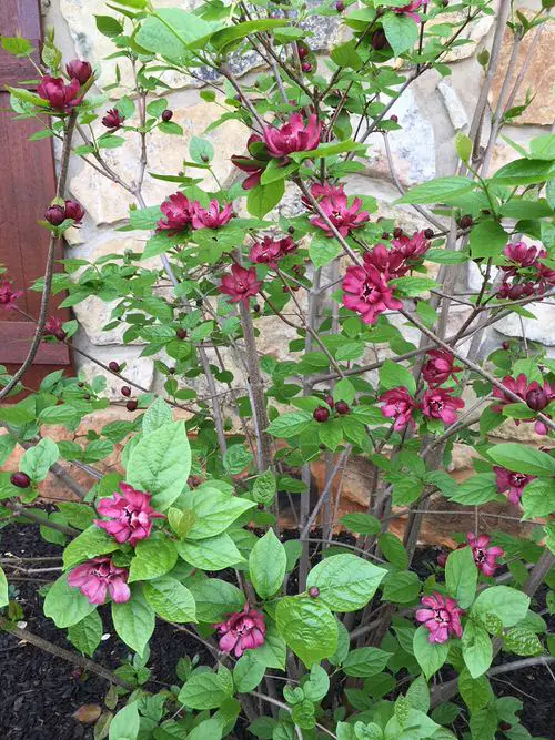 Beautiful Blossoms that Begin with 'C'
