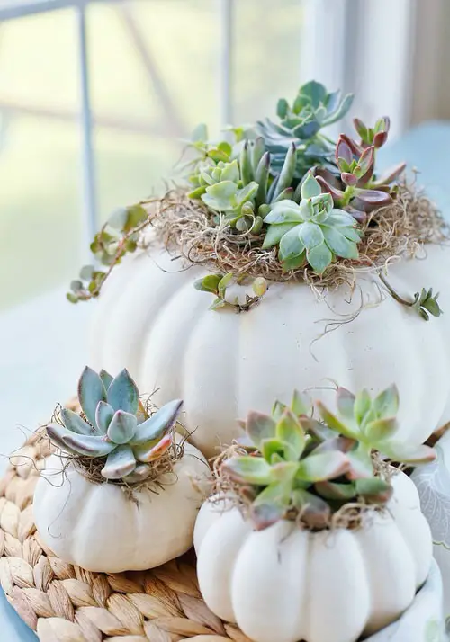 Pumpkin Succulent Centerpiece ideas