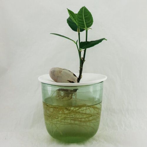 Soak Jackfruit Seeds in Water and Watch them Sprout