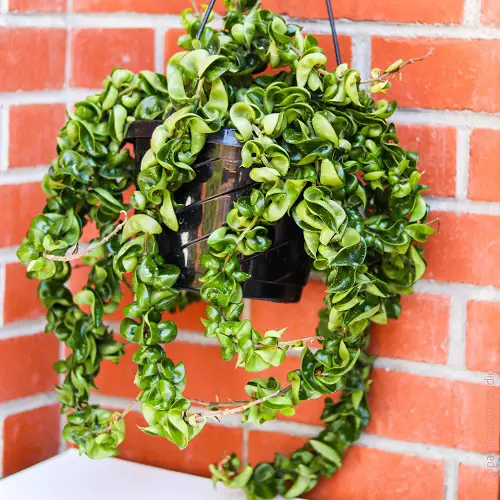 Let it Dangle Down a Hanging Basket