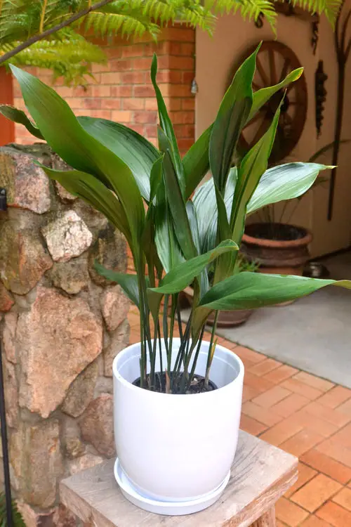 Bushy Cast Iron in a Bright White Planter