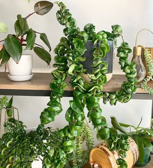 Keep hoya on a Shelf and Let it Dangle Down!