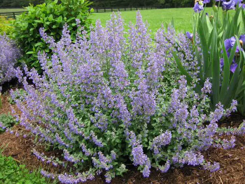 mosquito repelling plants in garden 1