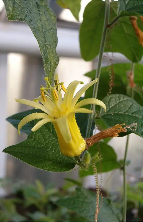 Types of Passionflower Vines Best Passion flower Varieties