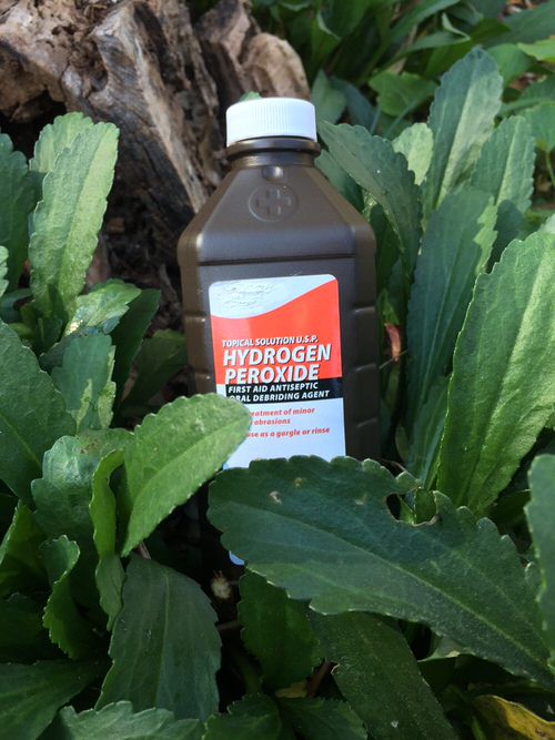 Does Hydrogen Peroxide Kill Spider Mites 1