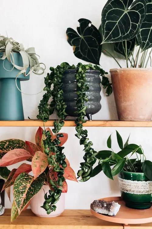Flaunt hoya with Other Houseplants like an Anthurium