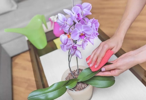 Use Lemon Juice for Orchids Cleans the Foliage 