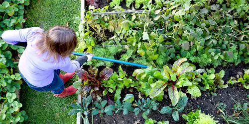Cook up a Lasagna Garden