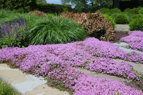 Creeping Thyme Lawn Ideas in garden 9