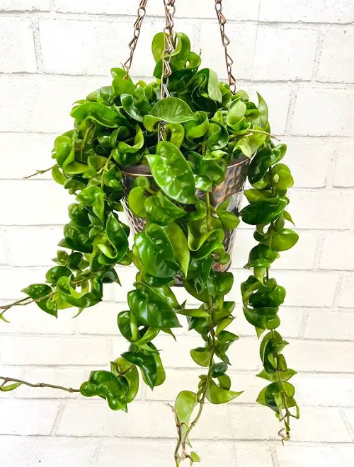 Keep hoya in a Hanging Metal Basket