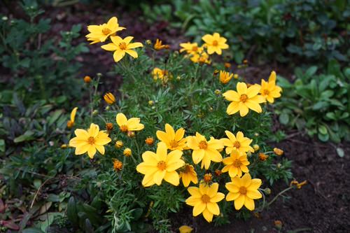 Amazing Beautiful Blossoms that Begin with 'C'
